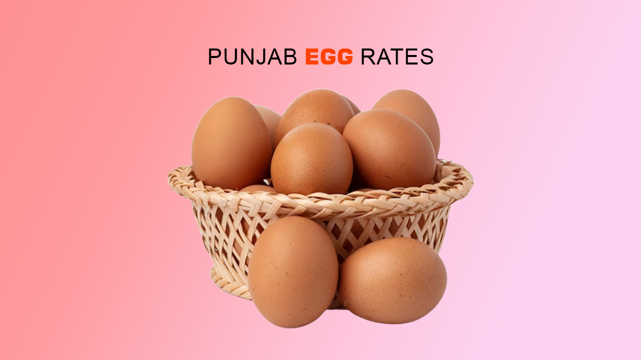 Punjab Egg Rate – Today Egg Rates in Pakistan – Egg Calories